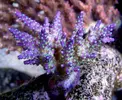 [TodoMarino.com] Mota's REEF