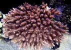 [TodoMarino.com] Mota's REEF