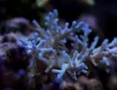 [TodoMarino.com] Mota's REEF