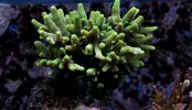 [TodoMarino.com] Mota's REEF