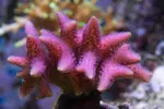 [TodoMarino.com] Mota's REEF