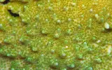 [TodoMarino.com] Mota's REEF