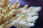 [TodoMarino.com] Mota's REEF