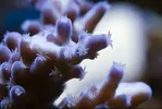 [TodoMarino.com] Mota's REEF
