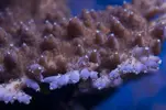 [TodoMarino.com] Mota's REEF