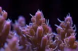 [TodoMarino.com] Mota's REEF