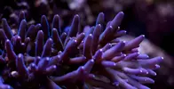 [TodoMarino.com] Mota's REEF