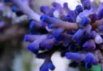 [TodoMarino.com] Mota's REEF