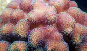 [TodoMarino.com] Mota's REEF
