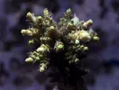 [TodoMarino.com] Mota's REEF