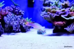 [TodoMarino.com] .....:::::::: Seadreams :::::::::.....