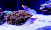[TodoMarino.com] .....:::::::: Seadreams :::::::::.....