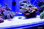 [TodoMarino.com] .....:::::::: Seadreams :::::::::.....