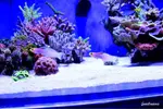 [TodoMarino.com] .....:::::::: Seadreams :::::::::.....