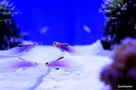 [TodoMarino.com] .....:::::::: Seadreams :::::::::.....