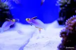 [TodoMarino.com] .....:::::::: Seadreams :::::::::.....