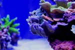 [TodoMarino.com] .....:::::::: Seadreams :::::::::.....