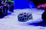 [TodoMarino.com] .....:::::::: Seadreams :::::::::.....