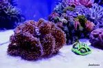 [TodoMarino.com] .....:::::::: Seadreams :::::::::.....