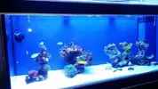 [TodoMarino.com] Recomendacion acuario a medida