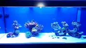 [TodoMarino.com] Recomendacion acuario a medida