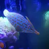 [TodoMarino.com] Oxymonacanthus Longirostris