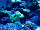 [TodoMarino.com] Nombre de coral
