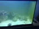 [TodoMarino.com] mi primer acuario marino 240l