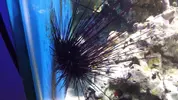 [TodoMarino.com] Cambio erizo diadema por zoos