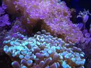 [TodoMarino.com] Open reef blau 91 litros ¿cuantos somos ?