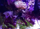 [TodoMarino.com] Open reef blau 91 litros ¿cuantos somos ?