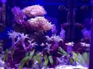 [TodoMarino.com] Open reef blau 91 litros ¿cuantos somos ?