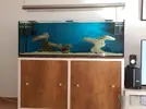 [TodoMarino.com] aquascaping 360 litros desde cero