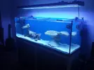 [TodoMarino.com] aquascaping 360 litros desde cero
