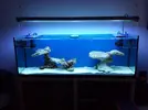 [TodoMarino.com] aquascaping 360 litros desde cero