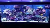 [TodoMarino.com] Ampliación de 500 a 1000l+sump paso a paso