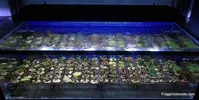 [TodoMarino.com] Stock de frags SPS!