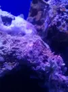[TodoMarino.com] Ciclado de acuario/puas-pelos rojos