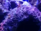 [TodoMarino.com] Ciclado de acuario/puas-pelos rojos