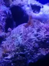 [TodoMarino.com] Ciclado de acuario/puas-pelos rojos