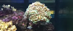 [TodoMarino.com] Alguien sabe que especie es?