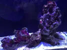 [TodoMarino.com] Nuevo-  nano marine ocean free 96