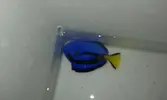 [TodoMarino.com] Hepataus en 270 litros..