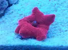 [TodoMarino.com] aquascaping 360 litros desde cero