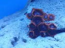 [TodoMarino.com] aquascaping 360 litros desde cero