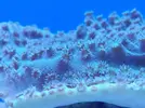 [TodoMarino.com] aquascaping 360 litros desde cero