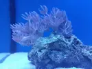 [TodoMarino.com] aquascaping 360 litros desde cero