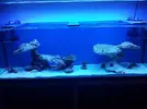 [TodoMarino.com] aquascaping 360 litros desde cero