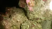[TodoMarino.com] Identificación. Otra plaga??