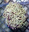 [TodoMarino.com] Llegada de EUPHYLLIA GOLD!, GOLDEN TORCH! y más CORALES FANTASY a un super precio!